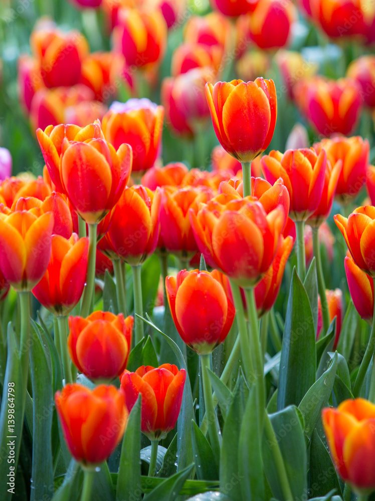 Obraz premium Colorful tulip flower fields blooming in the garden