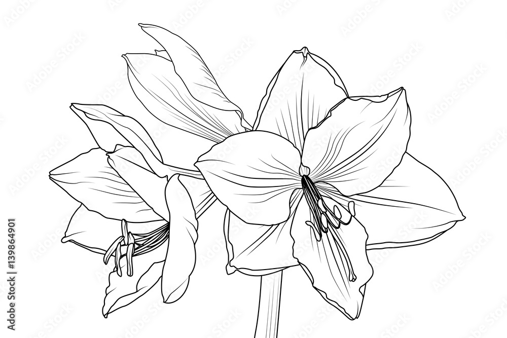 Amaryllis Flower Drawing