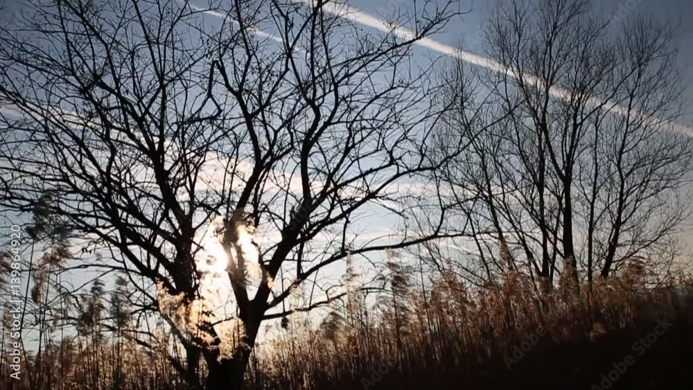 Windy sunny landscape with tall dry grass and trees in slow motion. Windy sunny landscape with tall dry grass and trees in slow motion.