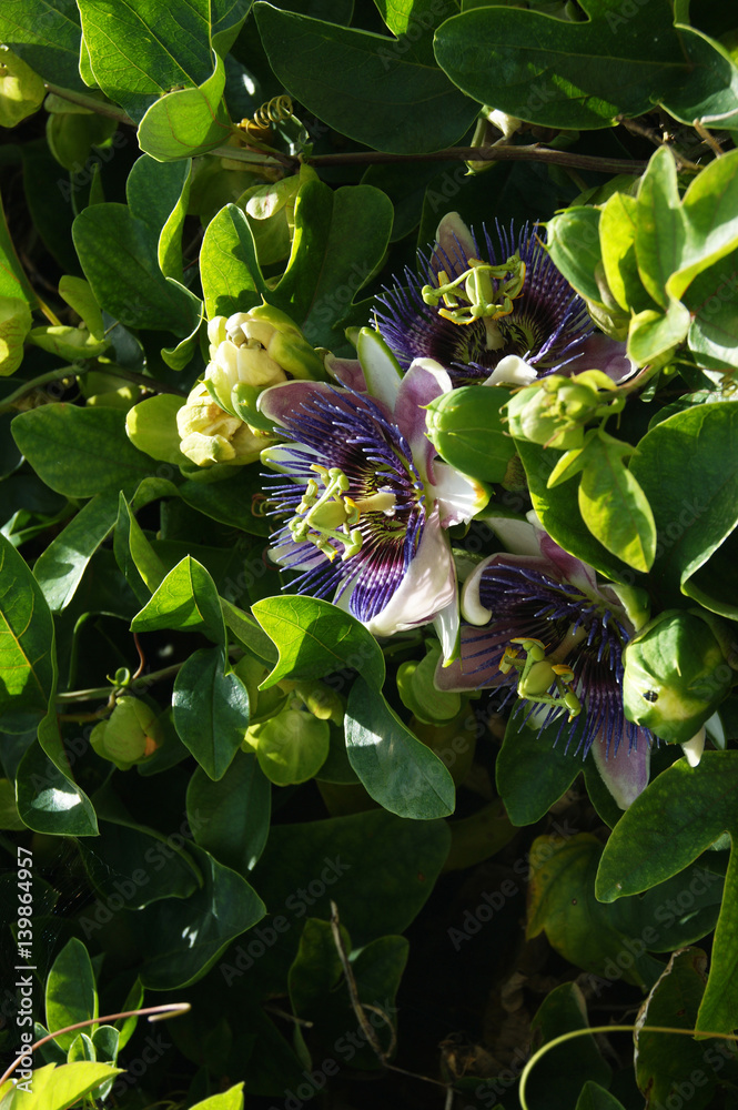 Fototapeta premium Three open flowers of passionflowers among the green leaves