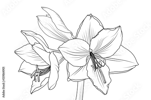 Fototapeta Naklejka Na Ścianę i Meble -  Amaryllis hippeastrum lilly flower isolated black and white outline sketch drawing. Closeup macro front view. Spring floral bouquet foliage element. Vector design illustration.