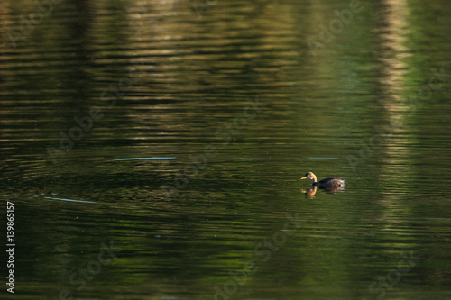 Little Grebe duck swimming,tachybaptus ruficollis.