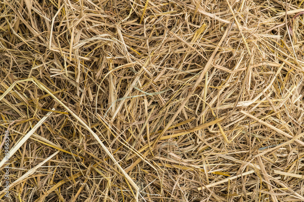 Dry grass texture and background.