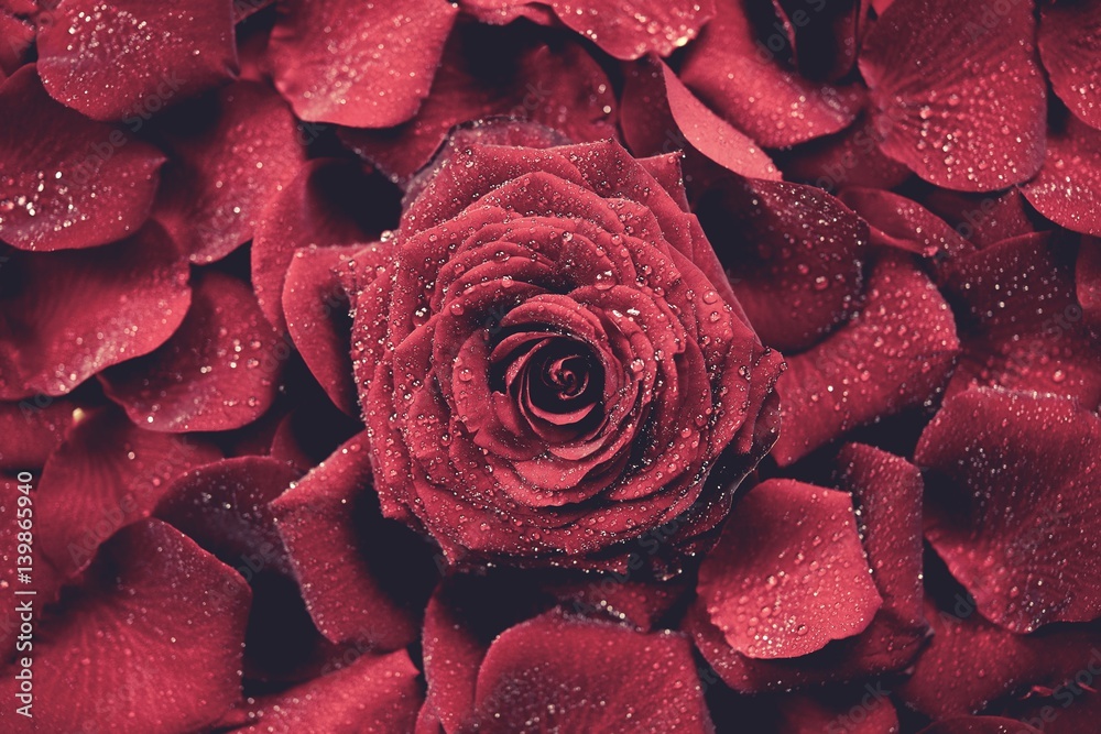 Fototapeta premium Red Roses Background