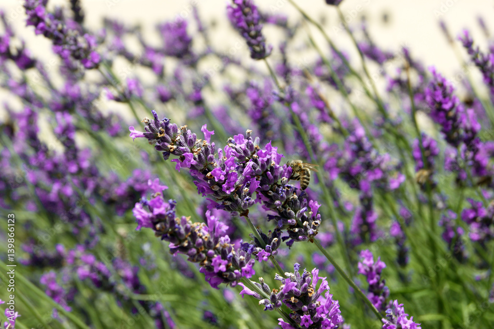 Obraz premium Purple lavender flowers