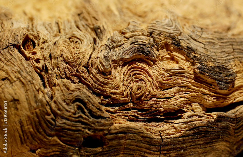 Old rugged bark