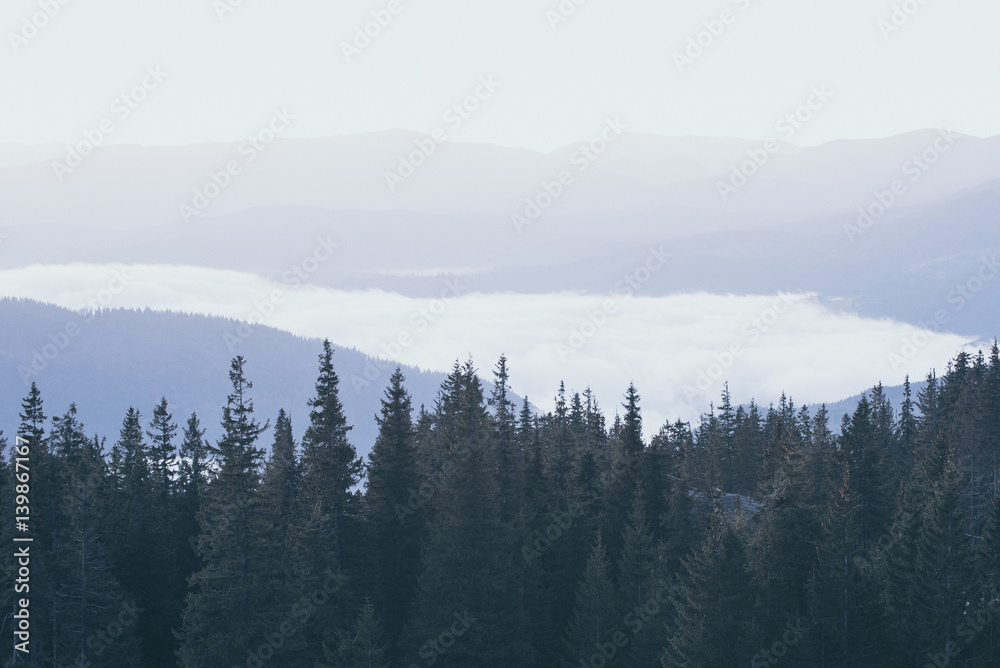 Foggy morning landscape with mountain range and fir forest in hipster vintage retro style Foggy morning landscape with mountain range and fir forest in hipster vintage retro style