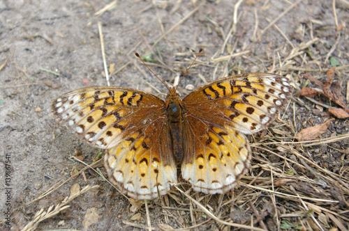 Brush-footed butterfly with its wings spread out