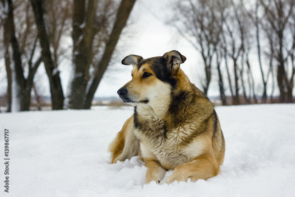 A dog is a friend of man. Old good dog on the river bank in winter