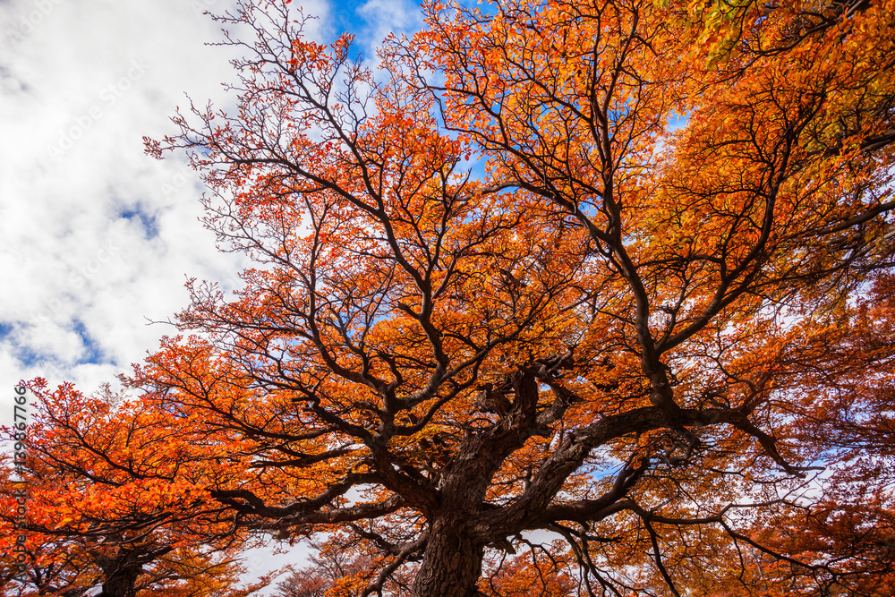 Golden forest in Patagonia