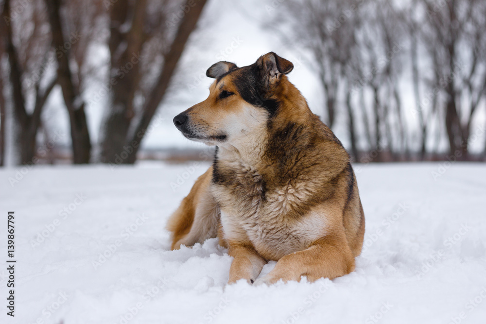 A dog is a friend of man. Old good dog on the river bank in winter A dog is a friend of man. Old good dog on the river bank in winter