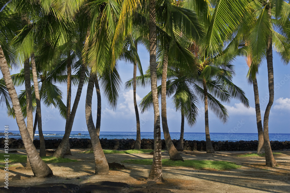 Obraz premium Palm trees Hawaii