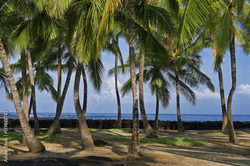Fototapeta Naklejka Na Ścianę i Meble -  Palm trees Hawaii