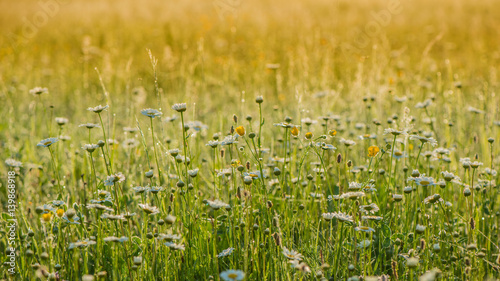 Spring flowers