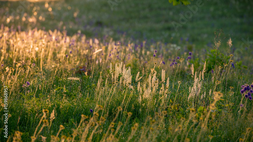 Spring grass and flowers