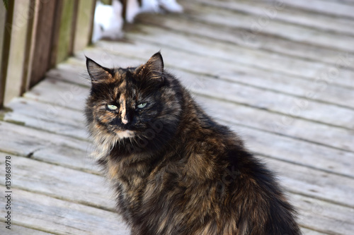 Cat Stare