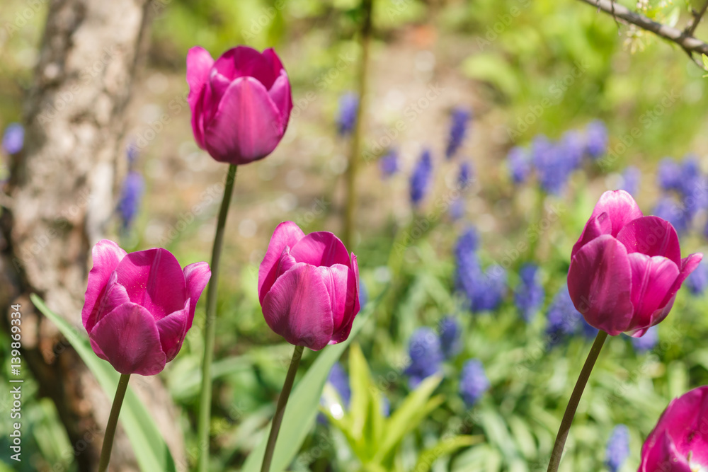 Beautiful rose tulip flowers with green blurred background. Beautiful rose tulip flowers with green blurred background.