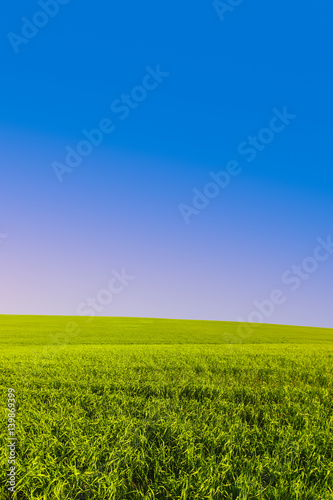Green field and blue sky as clean background