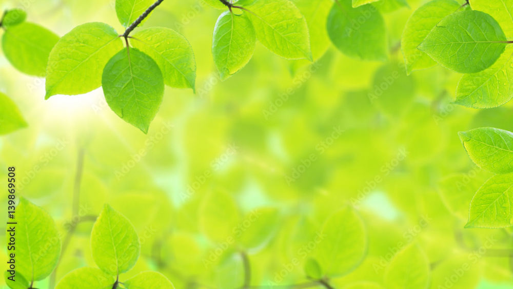 Spring background, natural frame of beautiful green leaves Spring background, natural frame of beautiful green leaves