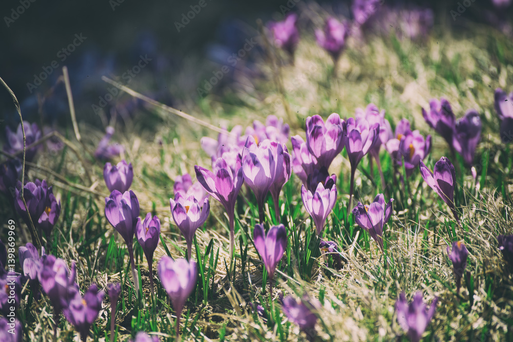 Naklejka premium Beautiful violet crocus flower growing on the dry grass, the first sign of spring. Seasonal easter background.