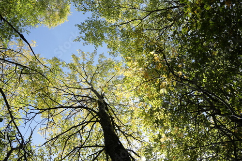 Forêt au printemps dans l'Aisne, Picardie, France
