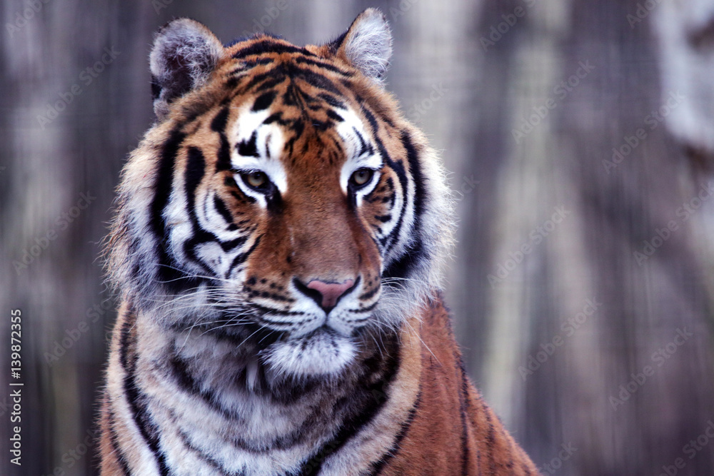 Fototapeta premium tygrysy syberii