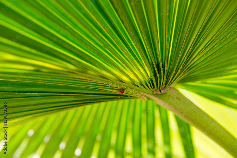 Fototapeta premium ladybug under palm