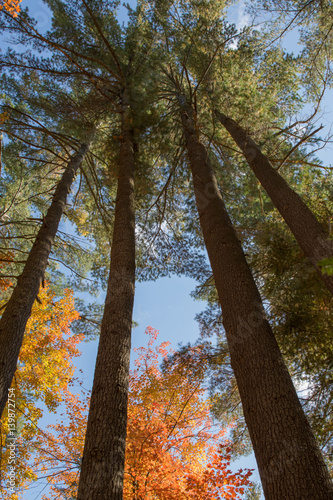 Tall Pine Trees