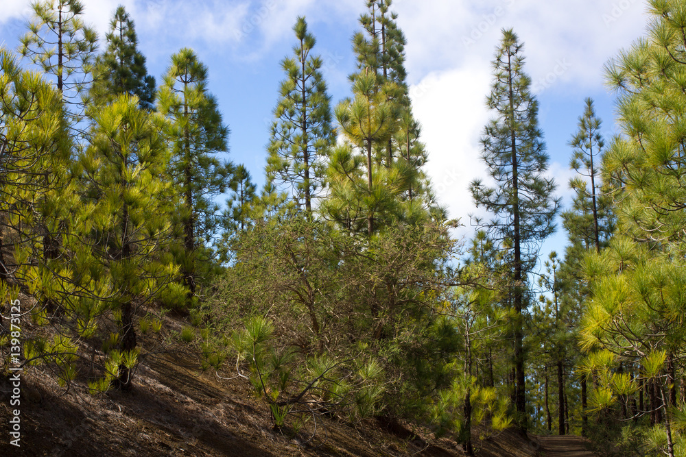 Beautiful panorama of pine forest with sunny summer day. Coniferous trees. Sustainable ecosystem. Tenerife, Teide volcano, Canary islands, Spain Beautiful panorama of pine forest with sunny summer day. Coniferous trees. Sustainable ecosystem. Tenerife, Teide volcano, Canary islands, Spain