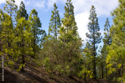 Fototapeta Naklejka Na Ścianę i Meble -  Beautiful panorama of pine forest with sunny summer day. Coniferous trees. Sustainable ecosystem. Tenerife, Teide volcano, Canary islands, Spain