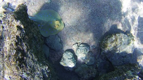 Stingray Underwater on Coral Reefs in the Red Sea, Egypt photo