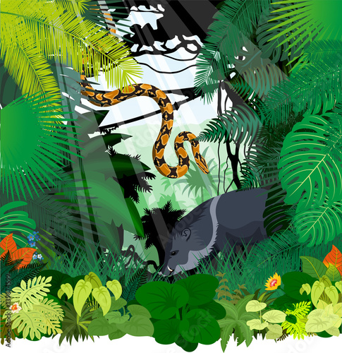vector peccary and Boa python in Jungle Rainforest photo