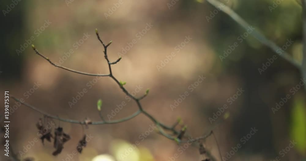 Tree buds growing during springtime for fresh growth in a forest Tree buds growing during springtime for fresh growth in a forest