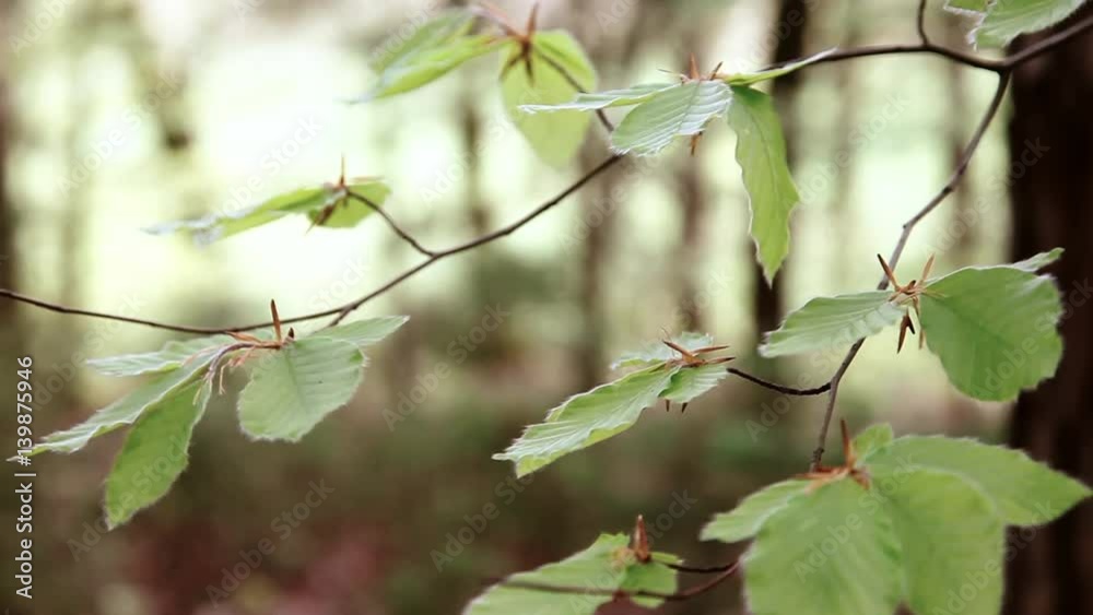 Close up of windy beech branch leaves in spring season in forest. Close up of windy beech branch leaves in spring season in forest.