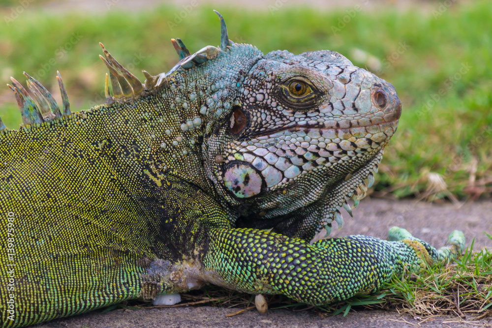 Fototapeta premium Iguana / Lizard