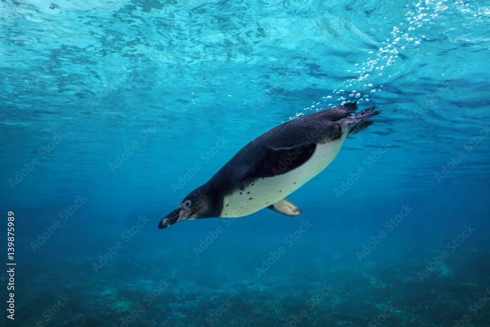 Naklejka premium Pingwin Humboldta nurkuje pod wodą