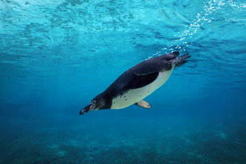 Fototapete Pinguin Humboldt-Pinguin taucht durch Meerestiefen  © jgolby