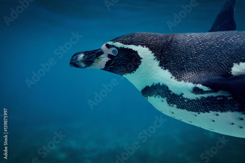 Humboldt penguin underwater close up.