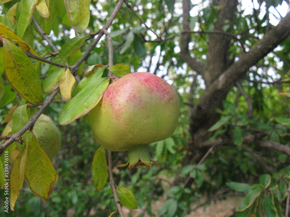 Ripening pomegranate (maturing granet) on the granet tree Ripening pomegranate (maturing granet) on the granet tree