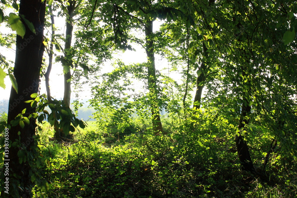 Forêt au printemps dans l'Aisne, Picardie, France Forêt au printemps dans l'Aisne, Picardie, France