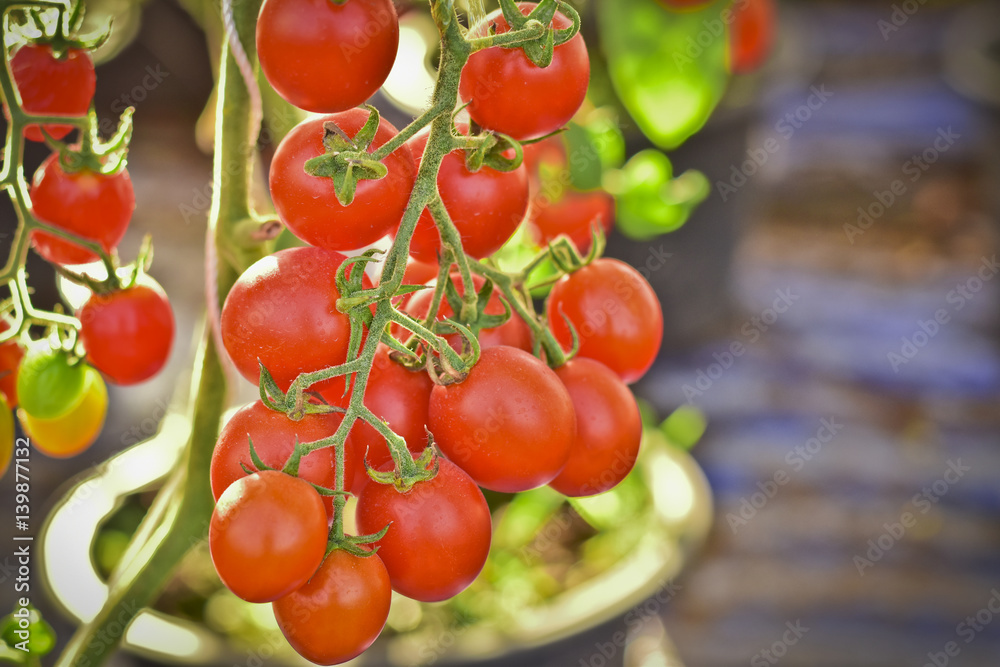 branch of fresh cherry tomatoes hanging on trees in organic farm, Solanum, lycopersicum