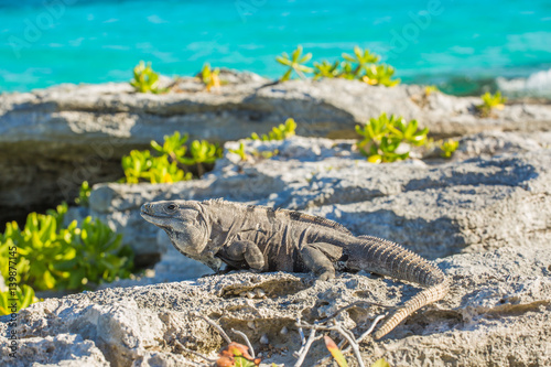 Iguana in wildlife. Cancun  Mexico