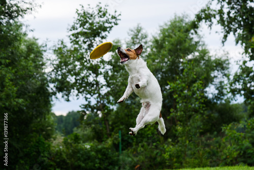 Fototapeta Naklejka Na Ścianę i Meble -  High trick jump of dog catching flying disc