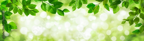 Grüner Bokeh Hintergrund mit Blättern und Zweigen