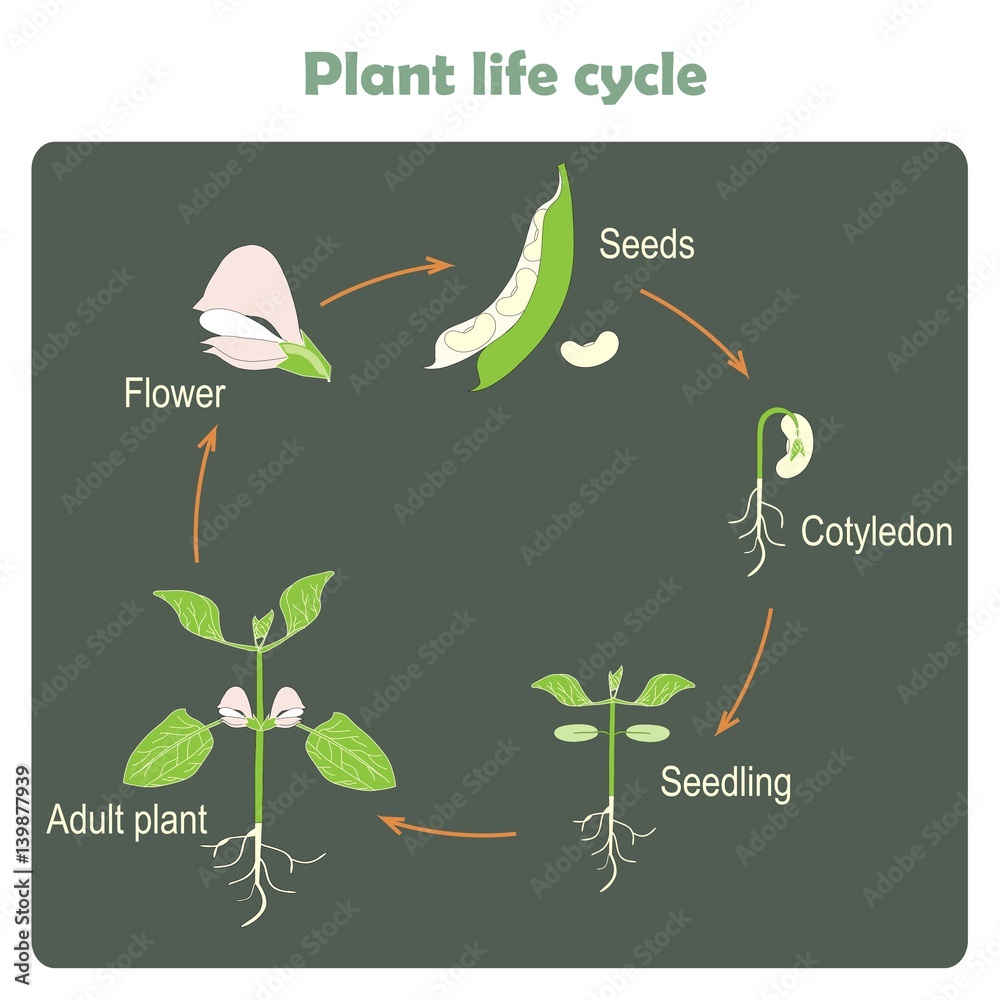 Scheme of plant life cycle. Learning biology stock vector illustration