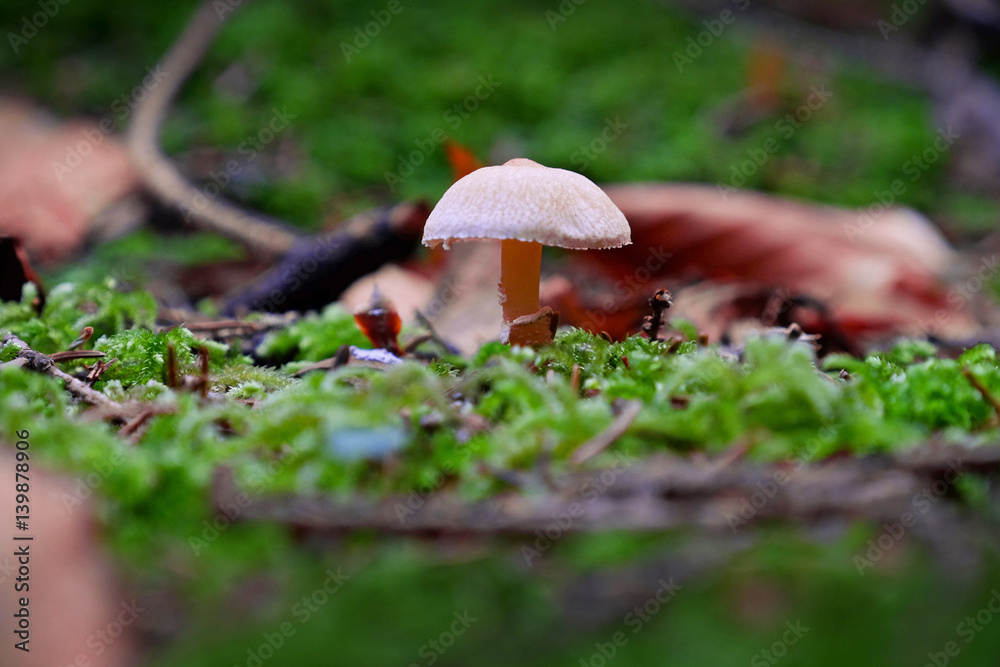 Non-edible mushroom in a forest Non-edible mushroom in a forest