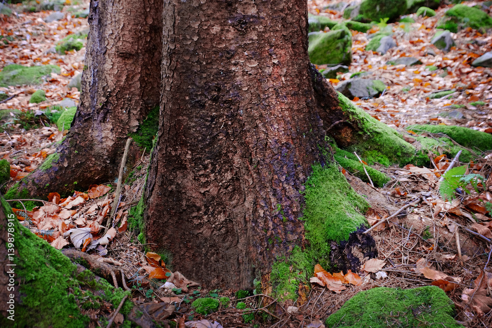 Moss on forest tree Moss on forest tree