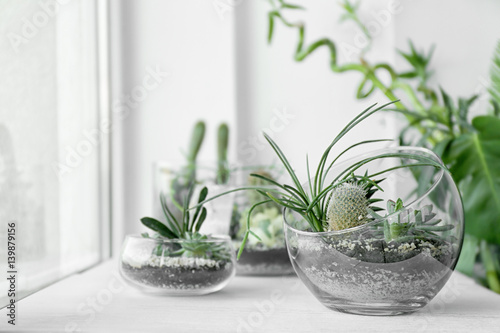Mini succulent garden in glass terrarium on windowsill photo