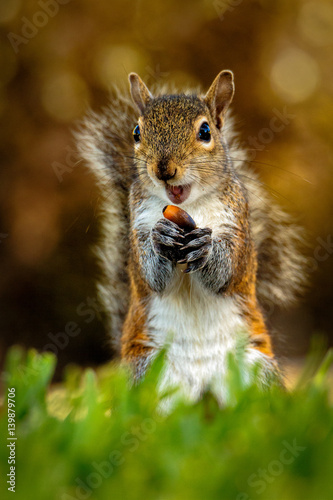 Gray Squirrel and his Acorn