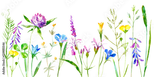 Floral border of a wild flowers and herbs on a white background.Buttercup, clover,bluebell,vetch,timothy grass,lobelia,spike. Watercolor hand drawn illustration. © jula_lily